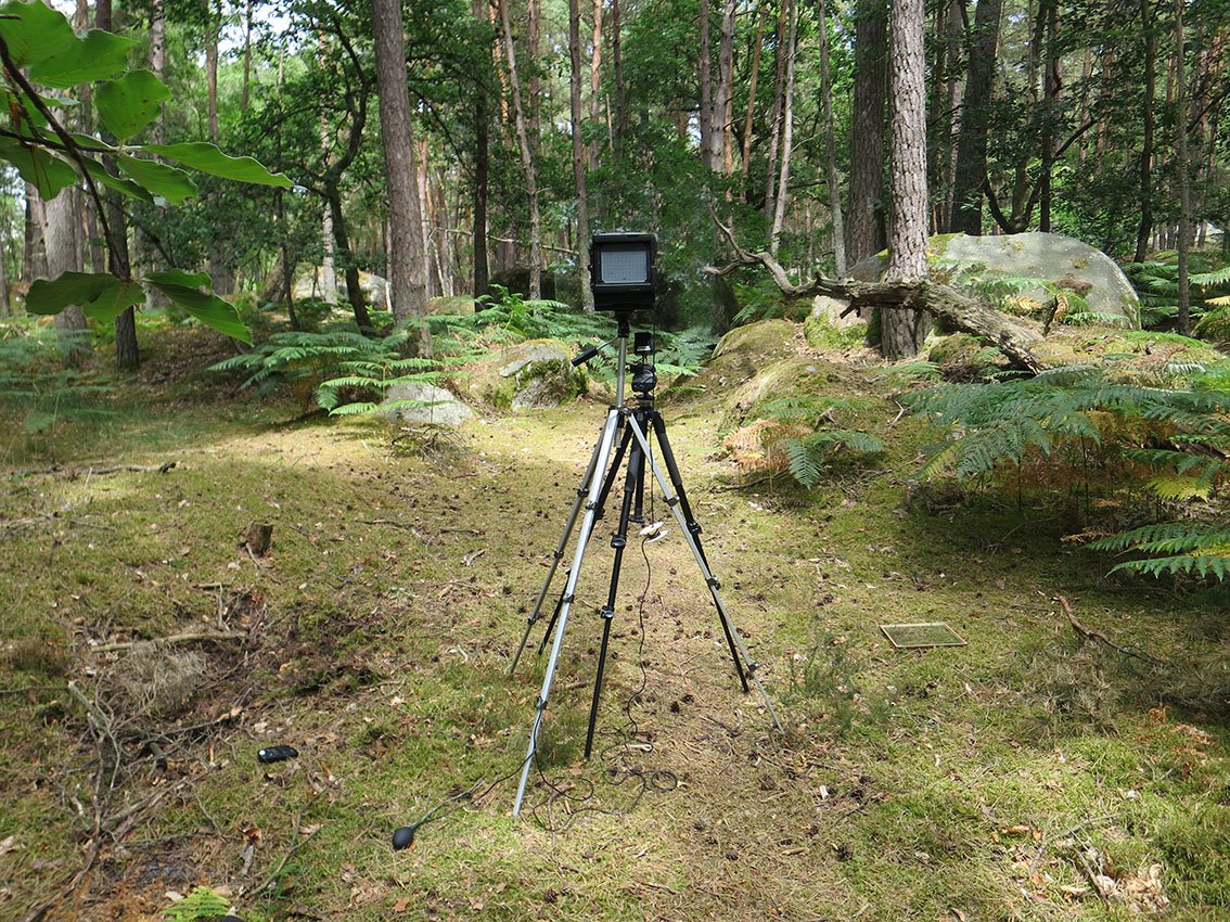 Fontainebleau Juillet 2015