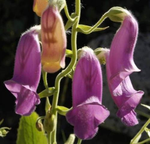 digitalis purpurea