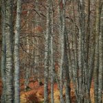 a magic wood