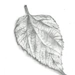 Dessin detail