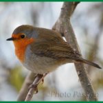 rouge_gorge_800_blog