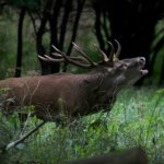 Nature & Animaux 01
