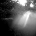 Chaman's Forest