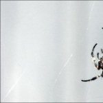 MacroAracknid