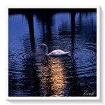 Au clair de lune soufle la nuit