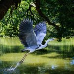 Héron oiseau sacré à Paris