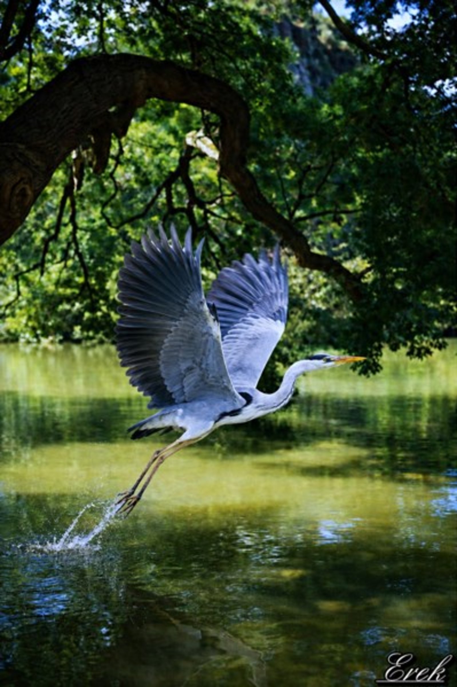 Héron oiseau sacré à Paris
