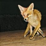 Codazur_IMG_0364