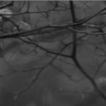 arbre