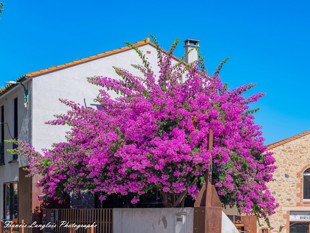 FrancisPhotographe_GFXA4039