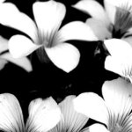 Fleurs