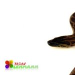 Anaconda