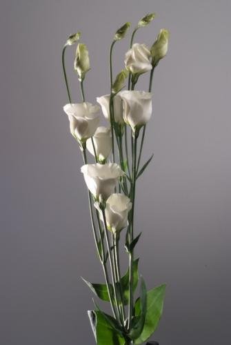 floral 1