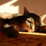 reverie de chat